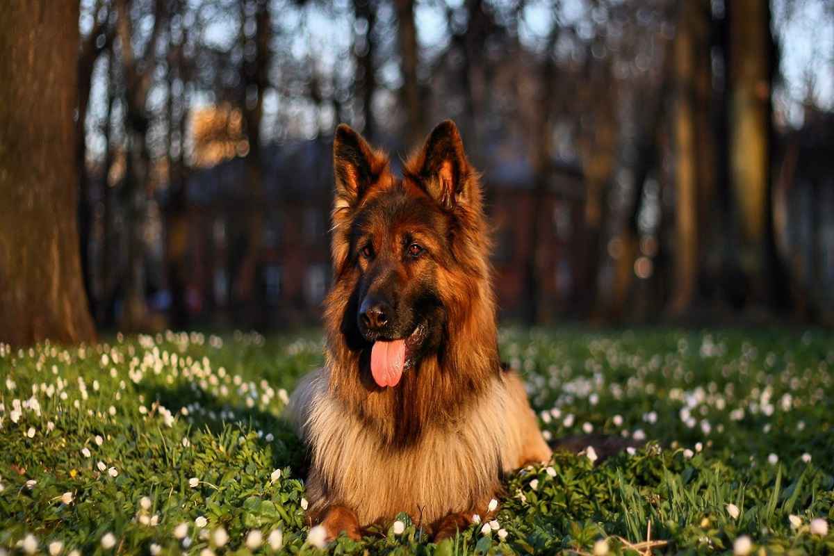 acepromazine dogs acepromazine veterinary veterinary discussions acepromazine dogs acepromazine veterinary veterinary discussions