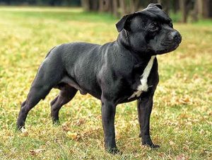 10 most costly breeds of dogs Staffordshire Bull Terrier