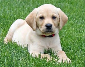 10 most costly breeds of dogs Labrador