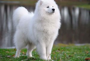 10 most costly breeds of dogs Samoyed