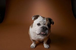 Degenerative Valve Disease Bull Dog