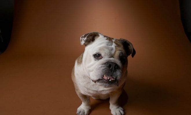 Degenerative Valve Disease Bull Dog