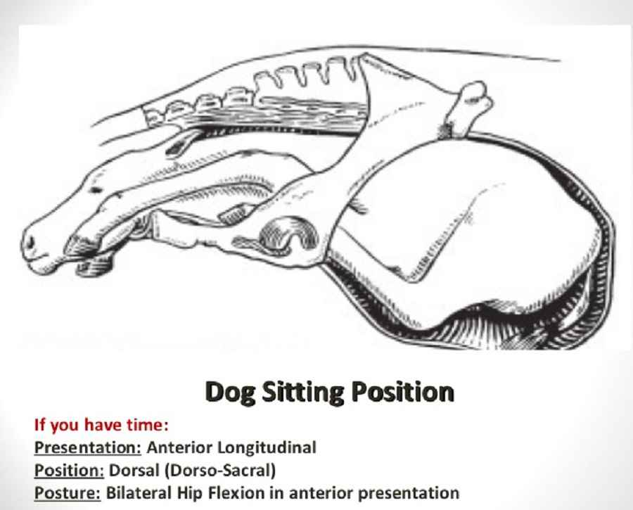Dog sitting dystocia in Mare Veterinary Discussions