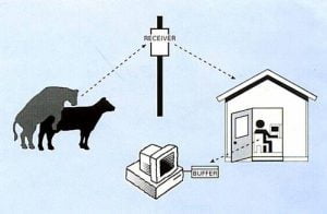 Estrus Detection In Dairy Animals