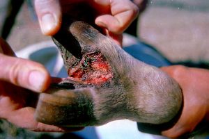 Lesion In Cleft Of Hoof Of Cow With Foot And Mouth Disease