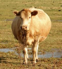 Pregnancy detection in Cow