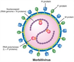 Morbilli virus PPR