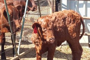 Lumpy Skin Disease Bovine