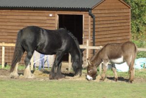 DONKEYS and HORSES DIFFERENCES & SIMILARITIES