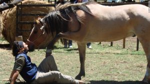 WHY DO HORSES PUT THEIR NOSES TO YOUR FACE