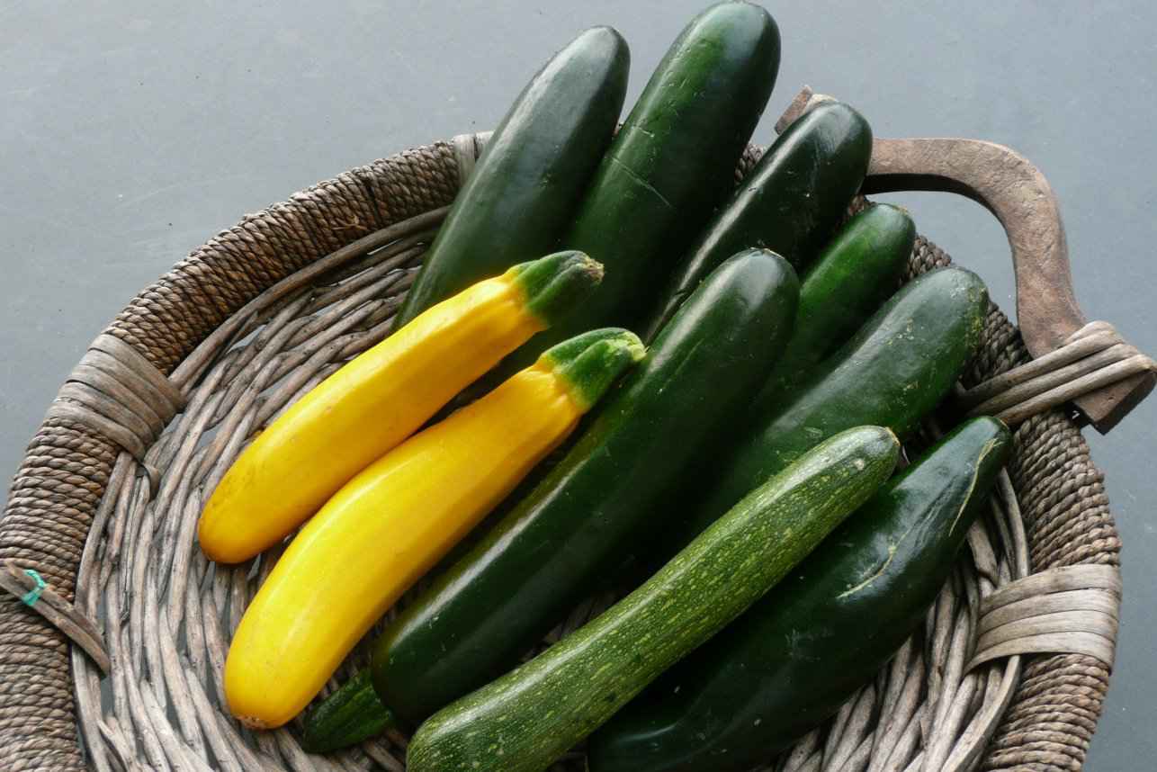 Zucchini Perfect Fruits And Vegetables For Dogs