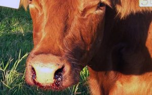 Anthrax Vaccination By Veterinary Discussions