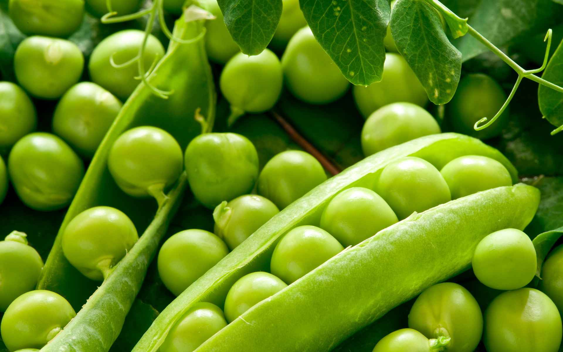 Pea Perfect Fruits And Vegetables For Dogs