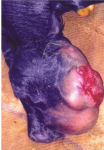 DYSTOCIA DUE TO RARE FOETAL MONSTER IN A BUFFALO 2