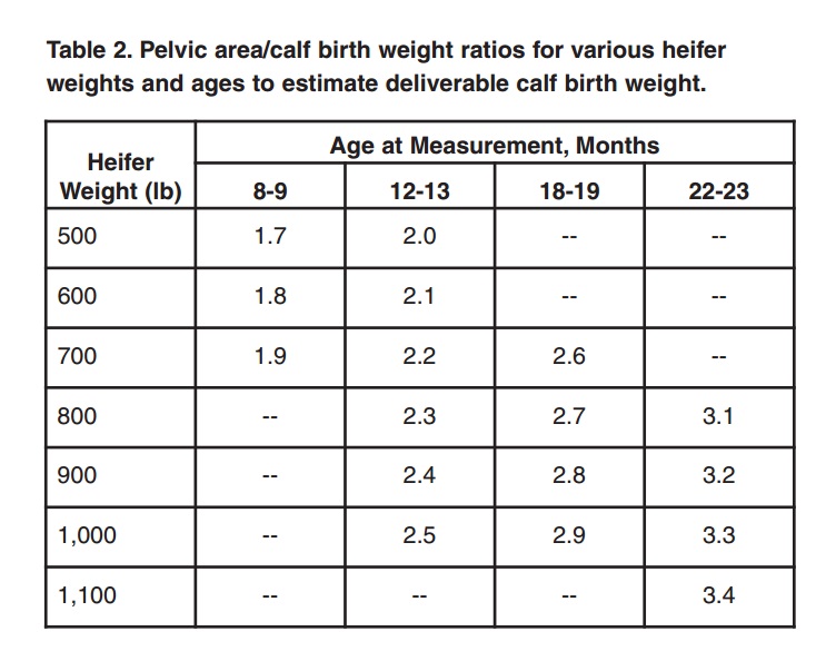 Pelvic Area Measurements in Replacement Heifers