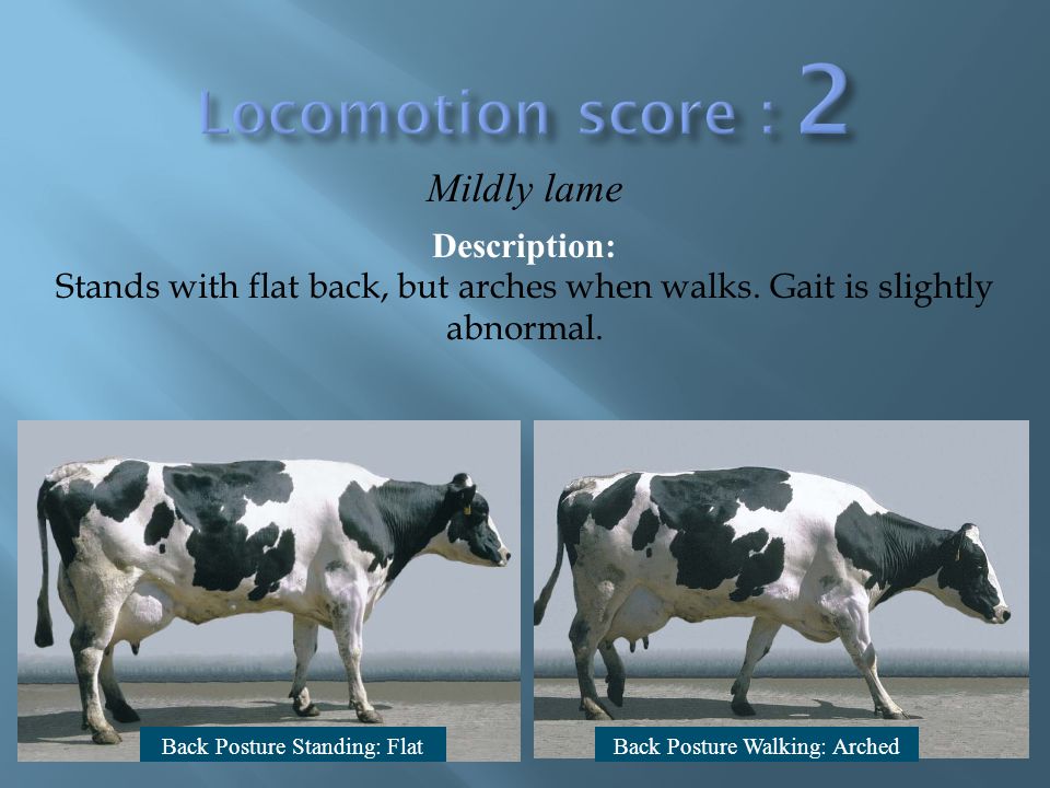 Locomotion score 2 Mildly lame Description