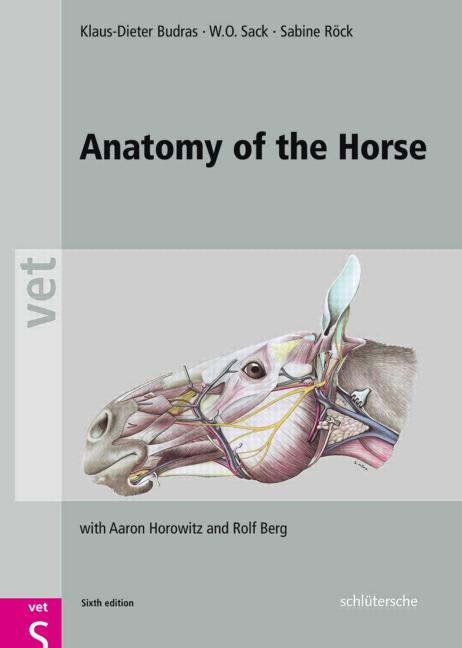 Anatomy Of The Horse PDF