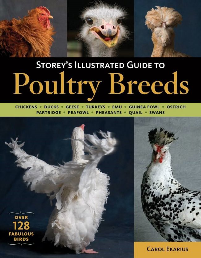 Storey's Illustrated Guide To Poultry Breeds Complete PDF