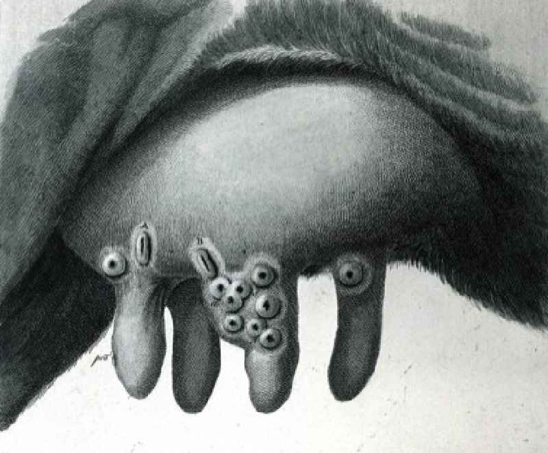 Cow Pox viral disease of dairy animals Cow Pox viral disease of dairy animals