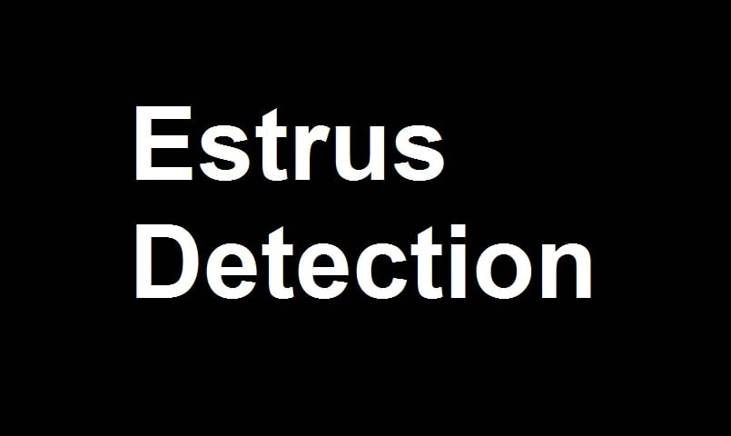Estrus detection in dairy animals Estrus detection in dairy animals