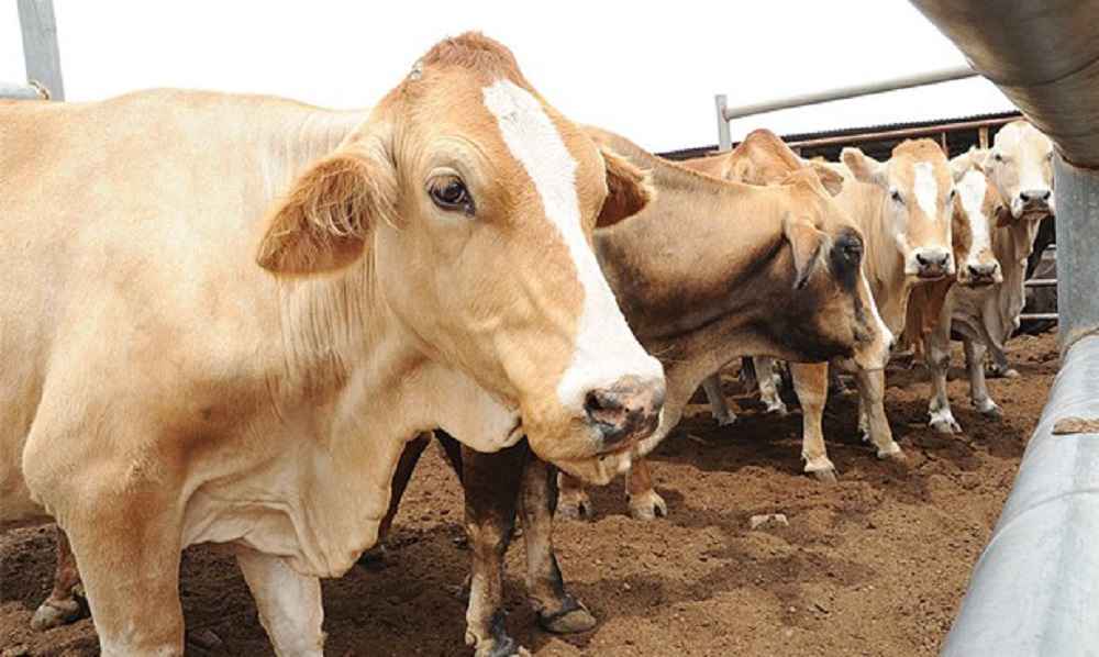 FMD , Foot and mouth disease Etiology, Economic importance, Epidemiology, Transmission , pathogenesis , clinical signs, sequale and postmortem lesions FMD , Foot and mouth disease Etiology, Economic importance, Epidemiology, Transmission , pathogenesis , clinical signs, sequale and postmortem lesions