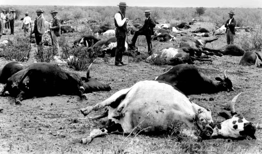 Rinderpest: A disease of cattle & buffalo Epidemiology, Pathogenesis, Diagnosis and treatment Rinderpest: A disease of cattle & buffalo Epidemiology, Pathogenesis, Diagnosis and treatment