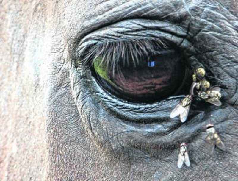 SWAMP fever in Horses (Viral disease) SWAMP fever in Horses (Viral disease)