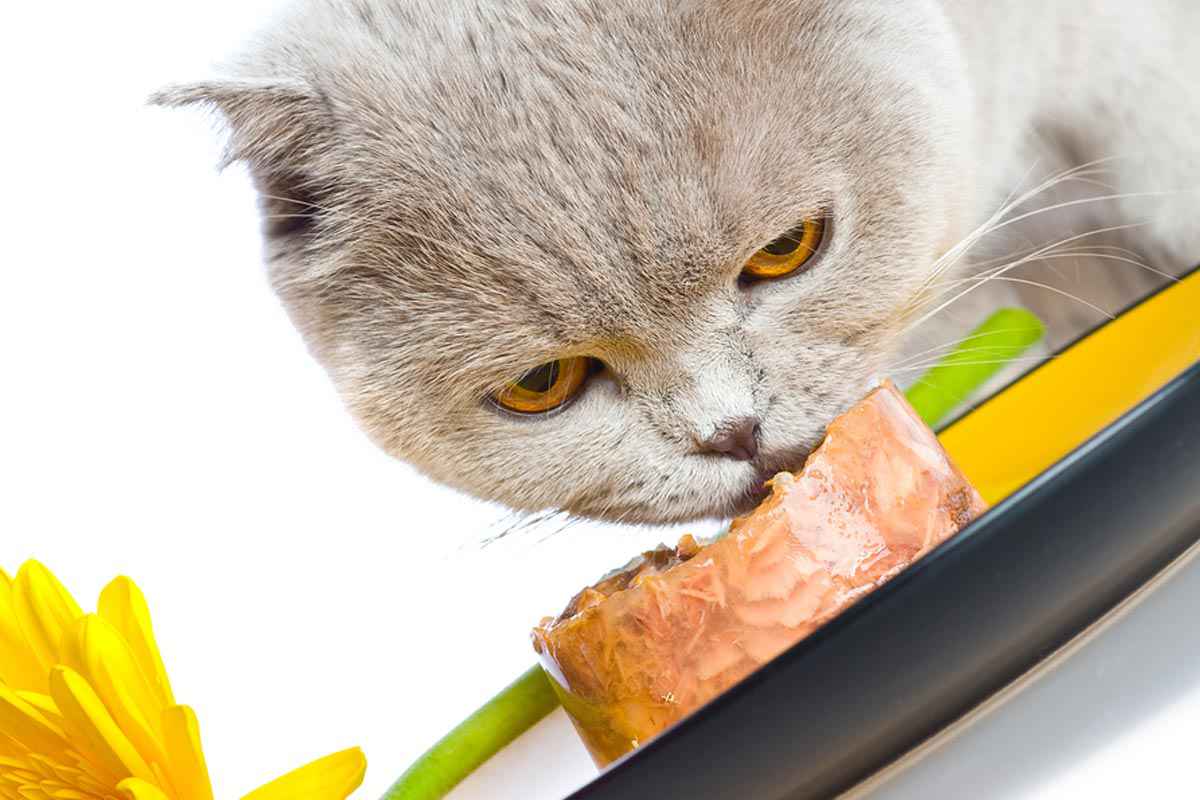 Principles of Feline Nutrition Principles of Feline Nutrition