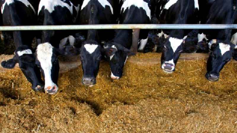 Feeding management dairy animals Key points Feeding management dairy animals Key points