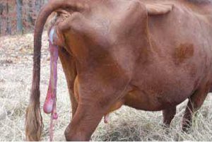 Retained placenta problem in cows