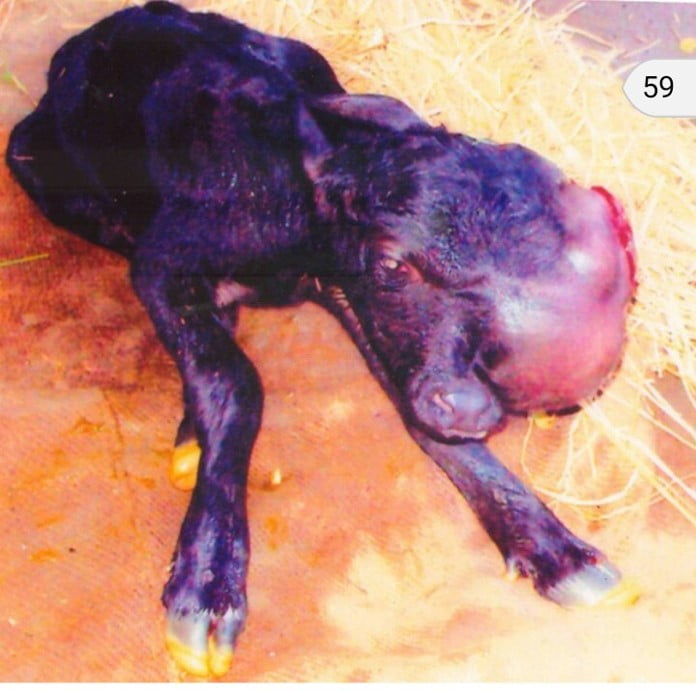 DYSTOCIA DUE TO RARE FOETAL MONSTER IN A BUFFALO DYSTOCIA DUE TO RARE FOETAL MONSTER IN A BUFFALO