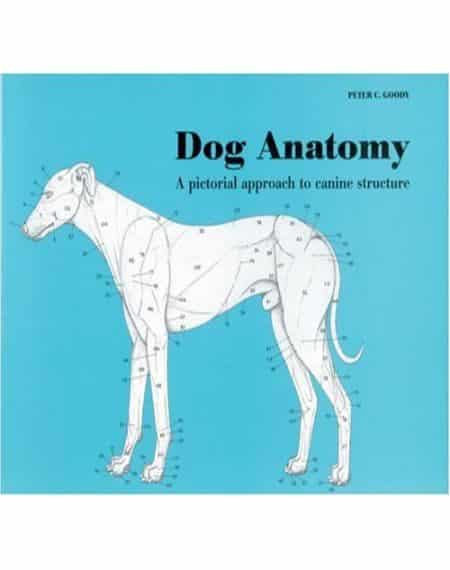 Dog Anatomy