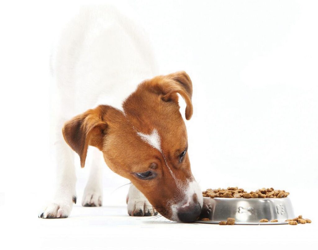 Modern Pets Food Complete Overview