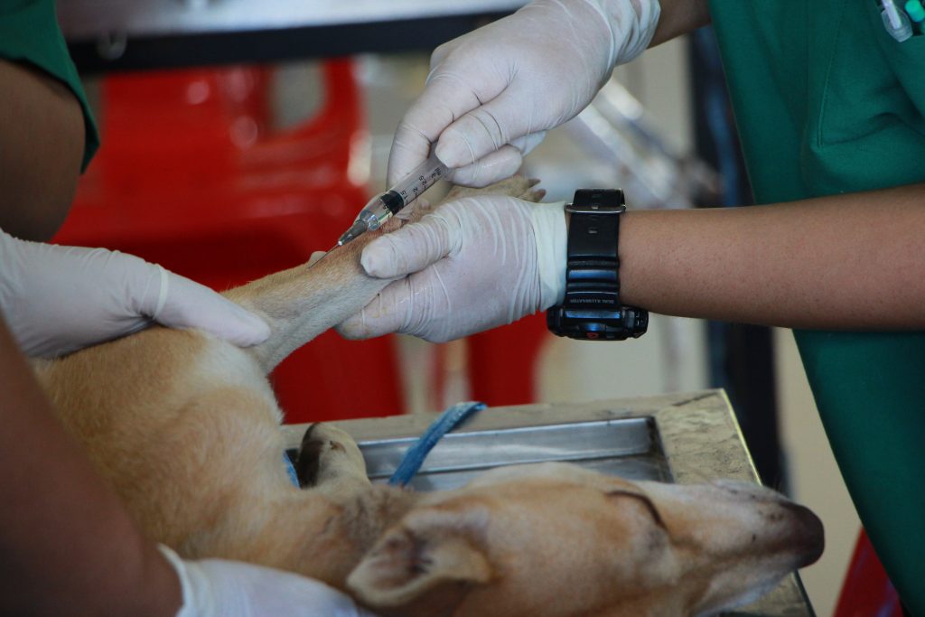 RIGHT TIME FOR DEWORMING AND VACCINATION OF DOG