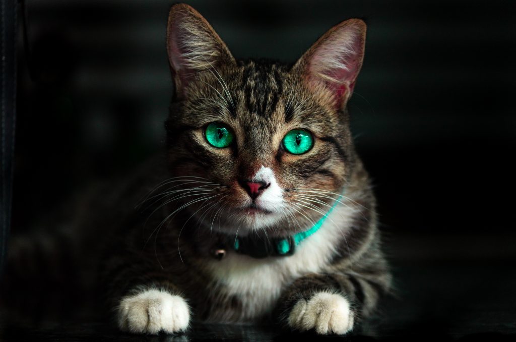 THE MOST EXPENSIVE CAT BREED IN THE WORLD