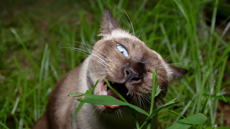 WHY CATS EAT GRASS