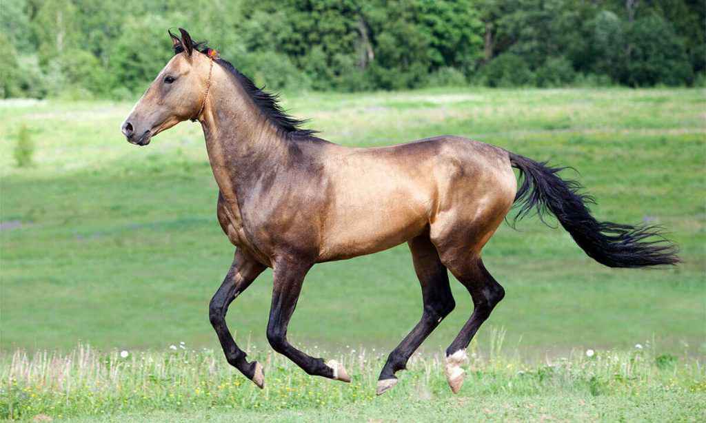 mOST EXPENSIVE HORSE BREED