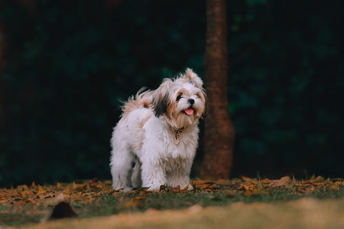 GOLDEN RULES TO TRAIN PUPPY AT HOME