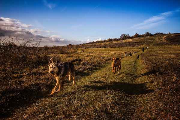 Is Fish Healthy For Dogs?