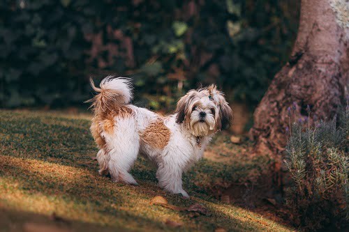 TECHNIQUES TO TRAIN PUPPY AT HOME