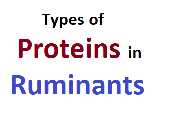 Types of Proteins in Ruminant Diet